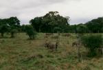 Kruger National Park