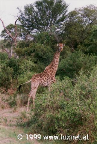 Kruger National Park