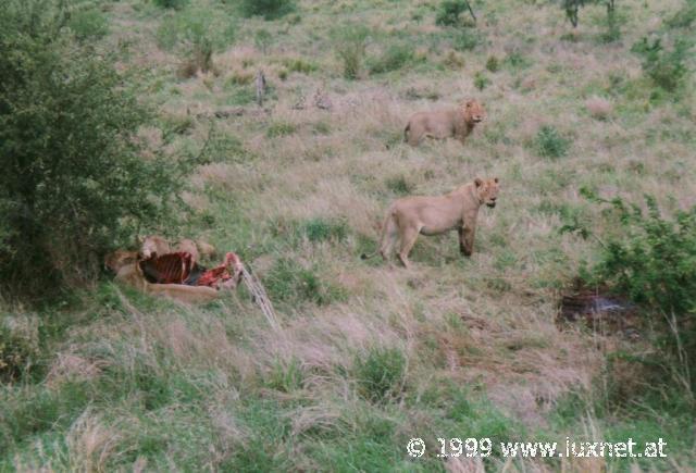 Kruger National Park