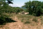 Hluhluwe-Umfolozi Game Reserve