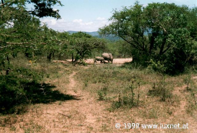 Hluhluwe-Umfolozi Game Reserve