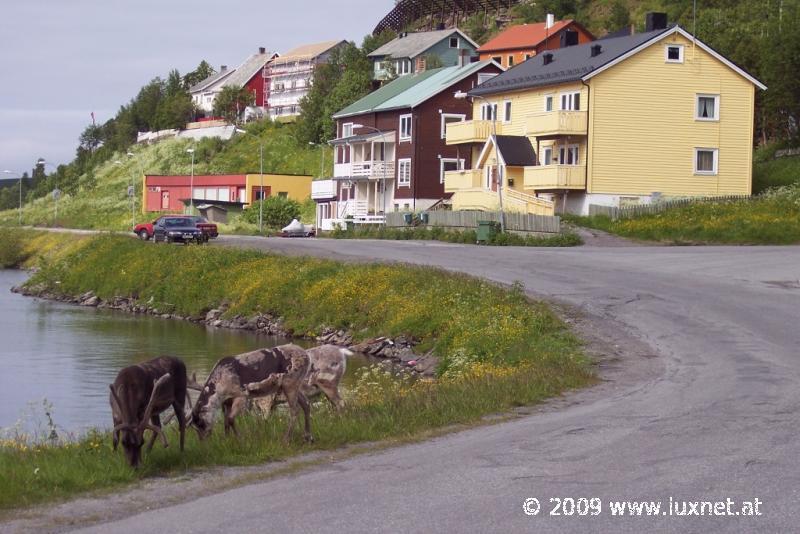 Reindeer in Hammerfest, Finnmark