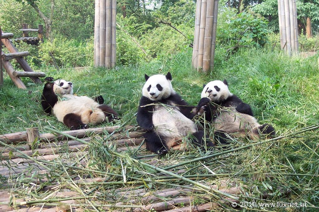 Panda Breeding Research Base, Chengdu