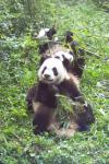 Panda Breeding Research Base, Chengdu