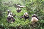 Panda Breeding Research Base, Chengdu