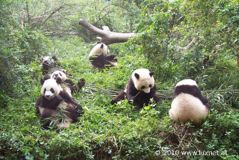 Panda Breeding Research Base, Chengdu