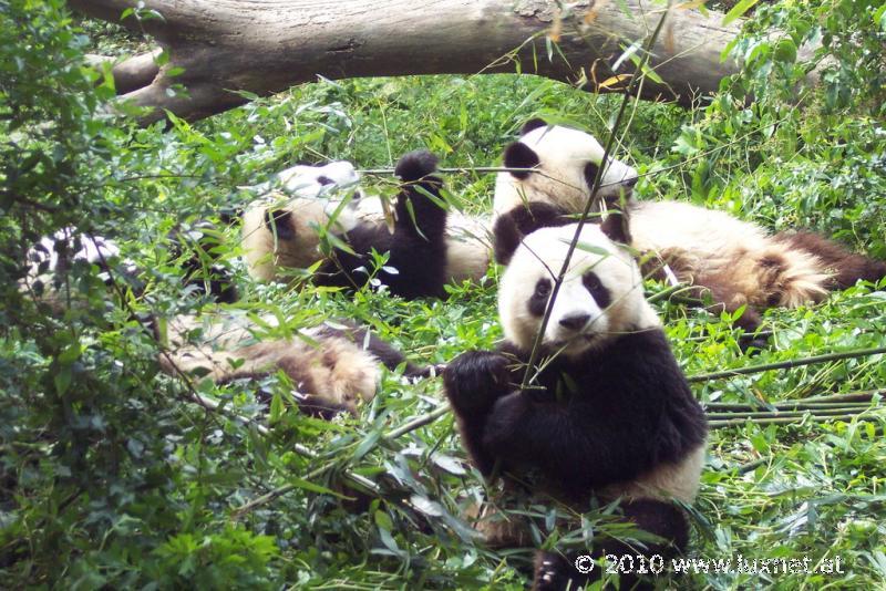 Panda Breeding Research Base, Chengdu