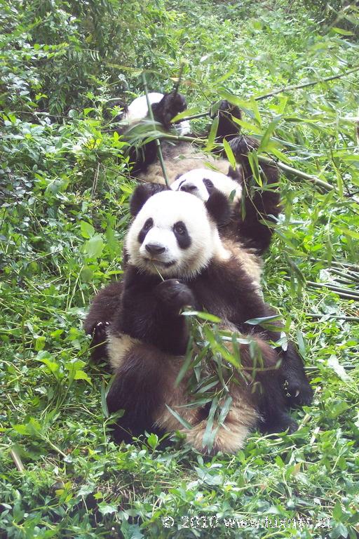 Panda Breeding Research Base, Chengdu