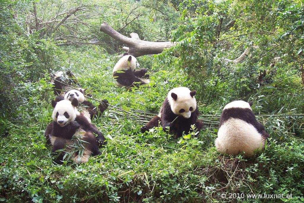 Panda Breeding Research Base, Chengdu