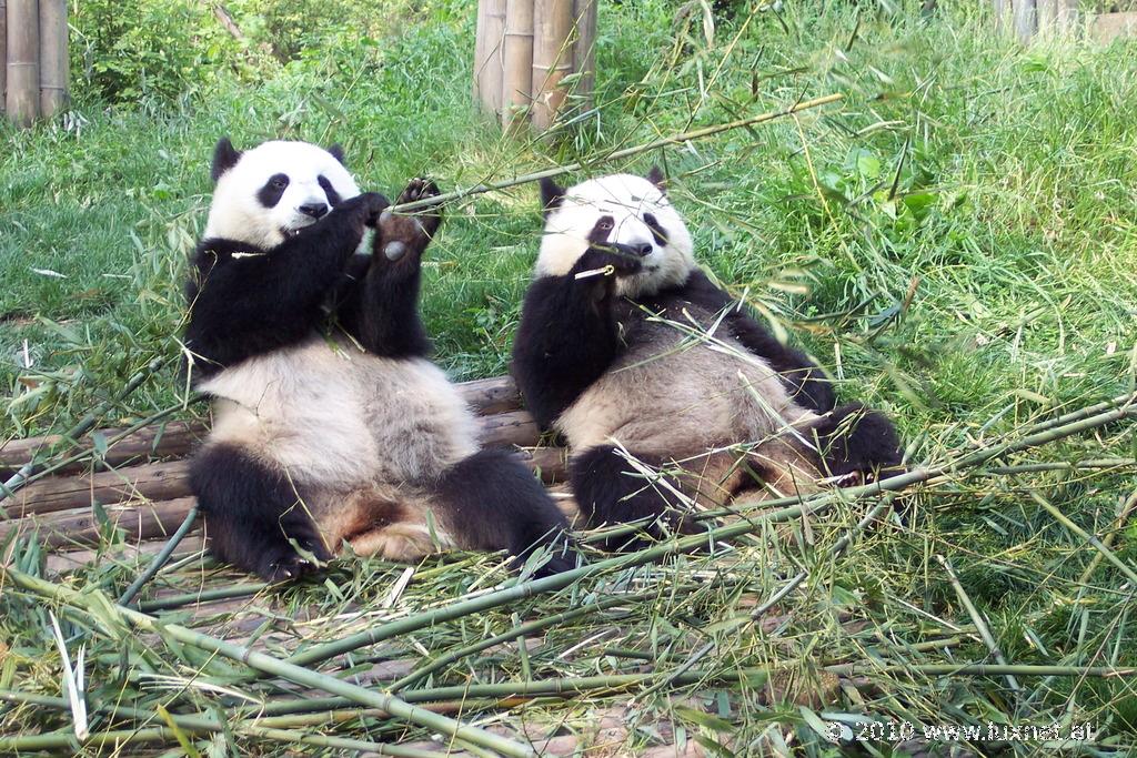 Panda Breeding Research Base, Chengdu