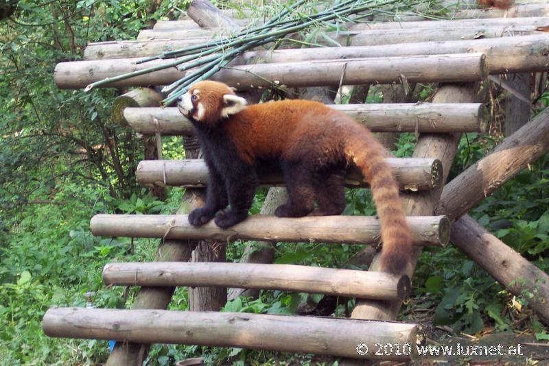 Panda Breeding Research Base, Chengdu