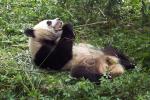 Panda Breeding Research Base, Chengdu