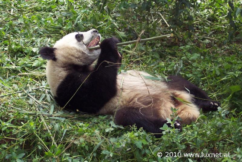 Panda Breeding Research Base, Chengdu