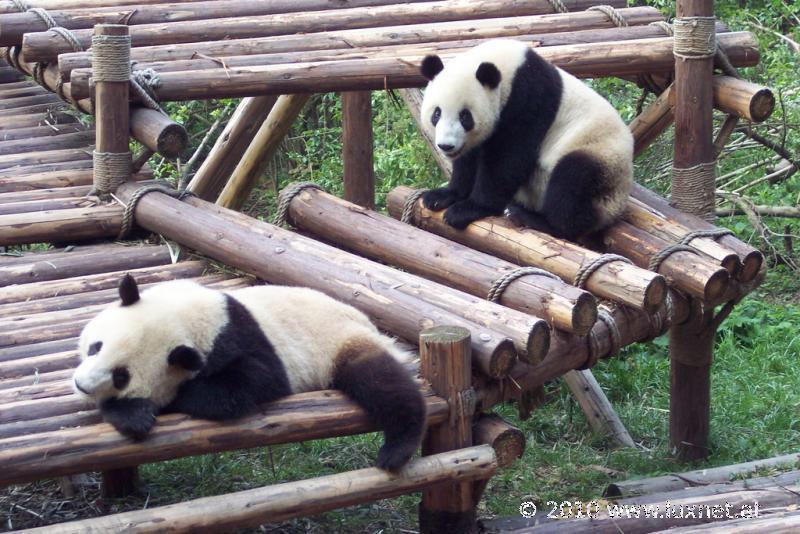 Panda Breeding Research Base, Chengdu