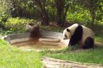 Panda Breeding Research Base, Chengdu