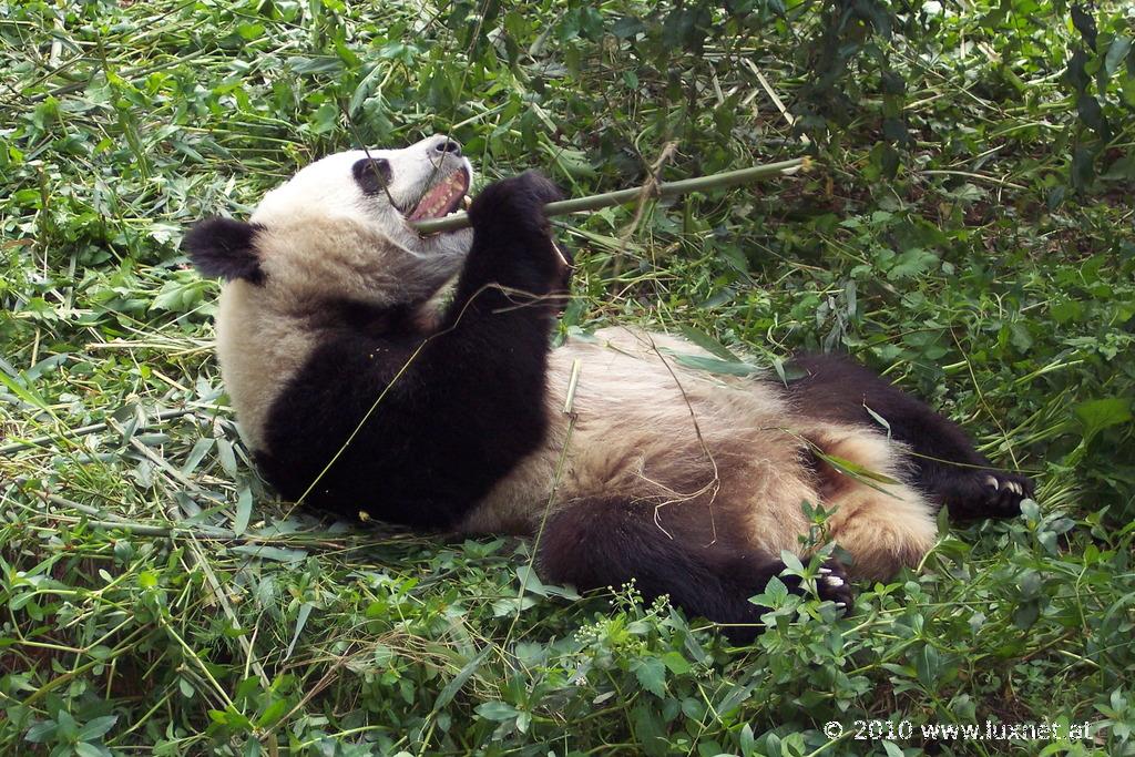Panda Breeding Research Base, Chengdu