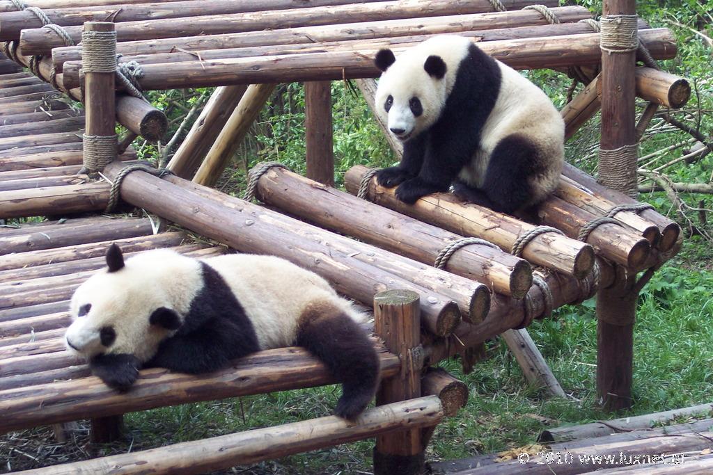 Panda Breeding Research Base, Chengdu