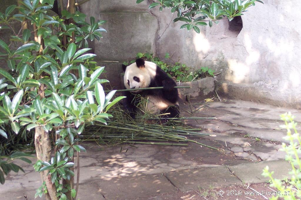 Panda Breeding Research Base, Chengdu