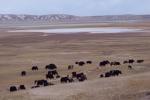 Tibetan Plateau (Qinghai)