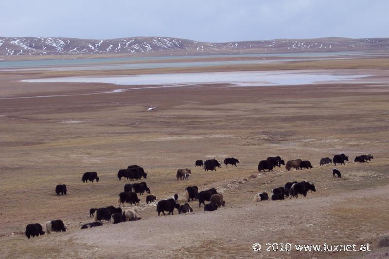 Tibetan Plateau (Qinghai)