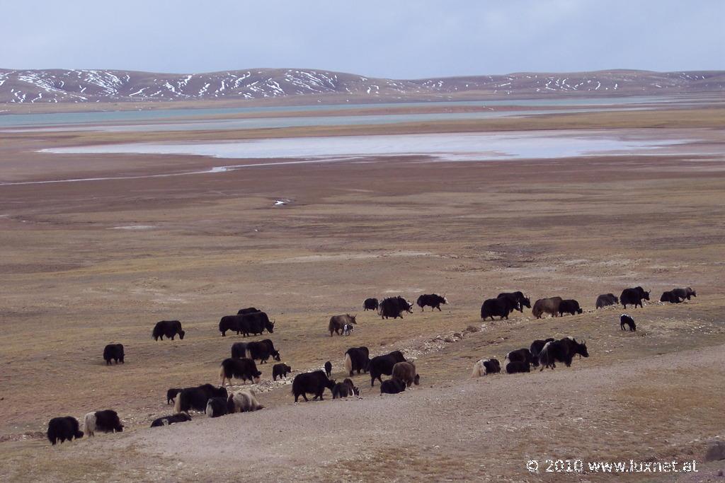 Tibetan Plateau (Qinghai)