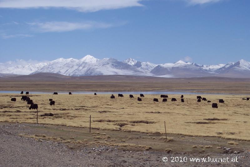 Between Nagqu and Damshung (Ü)