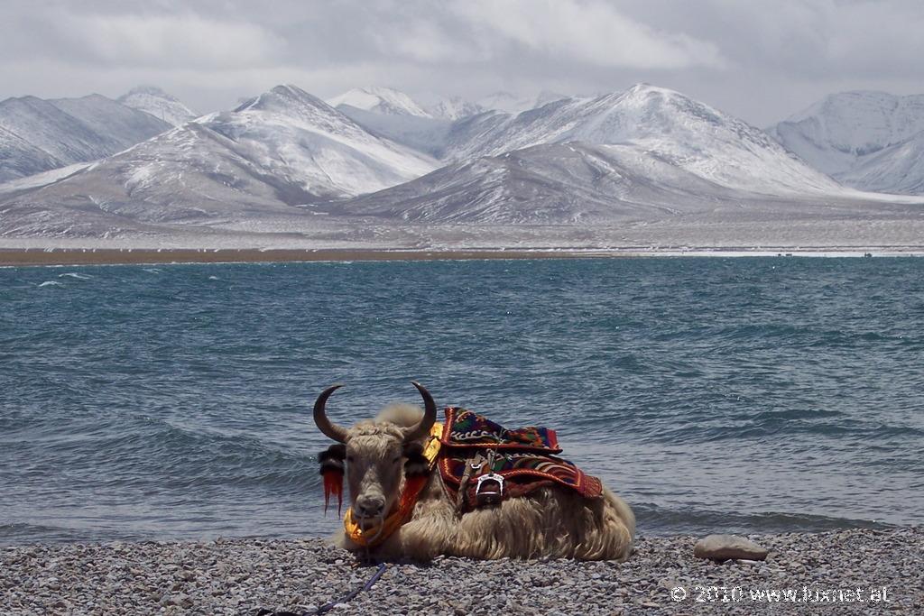 Nam Tso Chukmo (Ü)