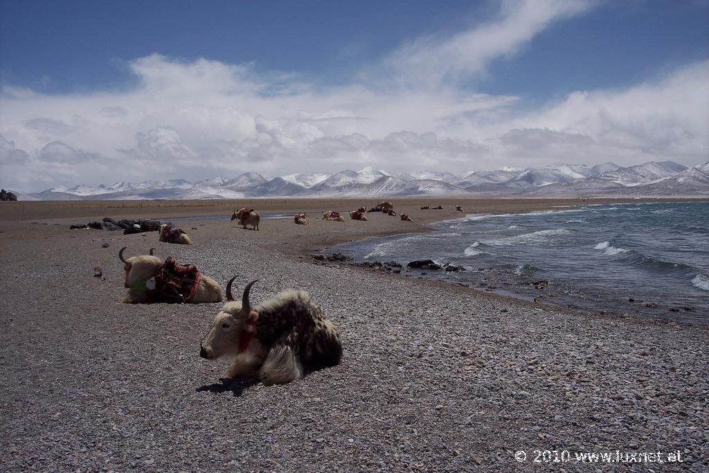 Nam Tso Chukmo (Ü)