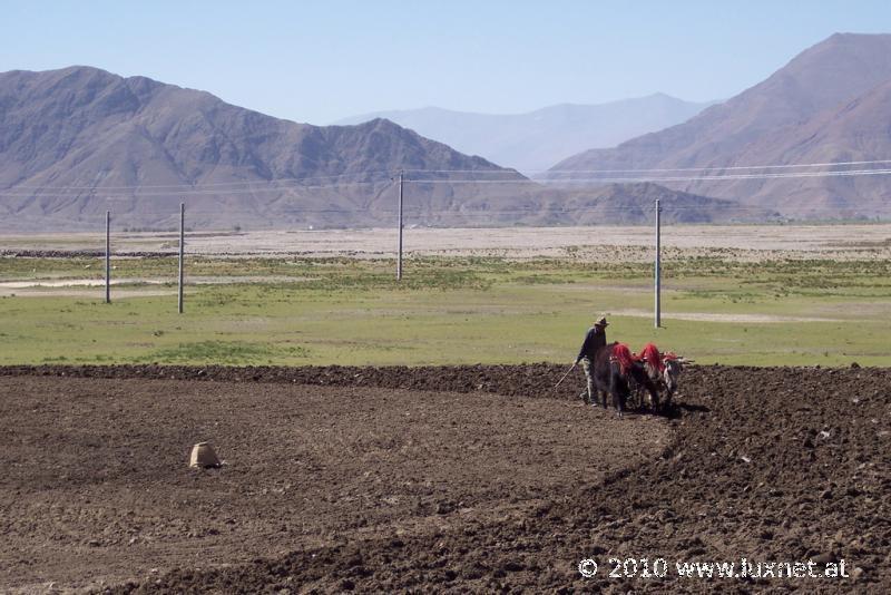 Tibetan Farmers (Tsang)