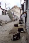 Old Town, Gyantse (Tsang)