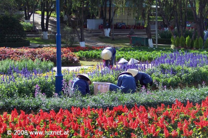 Flower festival (Da Lat)