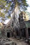 Ta Phrom (Angkor)