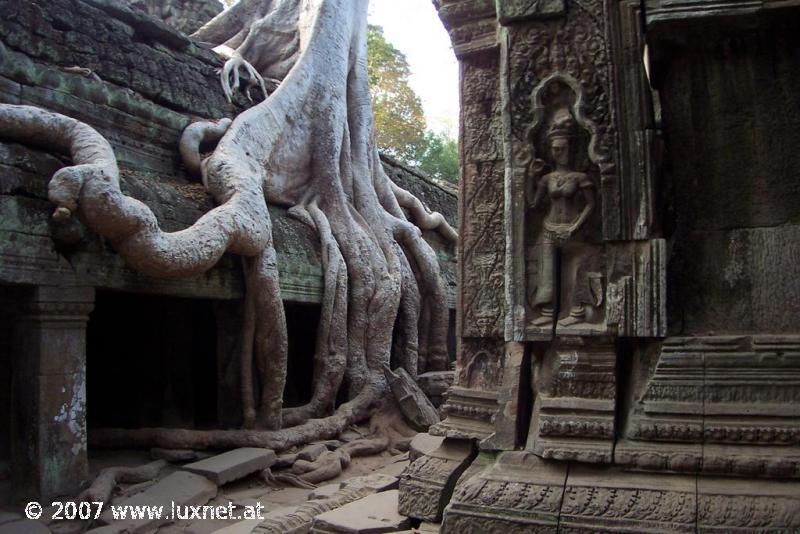 Ta Phrom (Angkor)