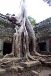 Ta Phrom (Angkor)