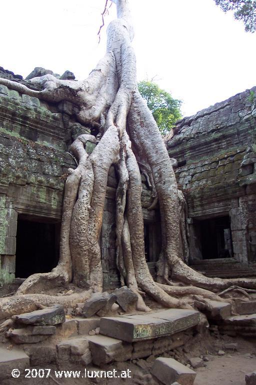 Ta Phrom (Angkor)