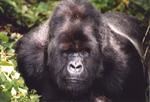 Africa 2004